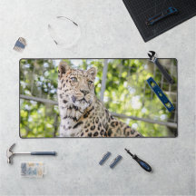 Close-up van Leopard Face Foto