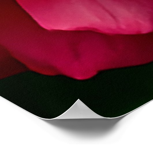 Close-up van levendige roze roos bloeien in zonlic poster (Hoek)