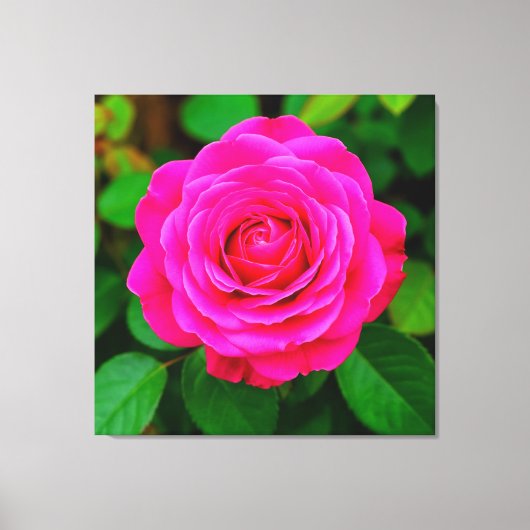 Close-up van levendige roze roos canvas afdruk (Voorkant)