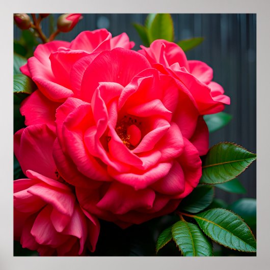 Close-up van levendige roze roos die bloeit in het poster (Voorkant)