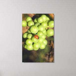 Close-up van lieveheersbeestje op groene Pinot Noi Canvas Afdruk