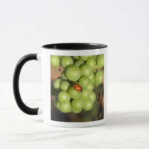 Close-up van lieveheersbeestje op groene Pinot Noi Mok