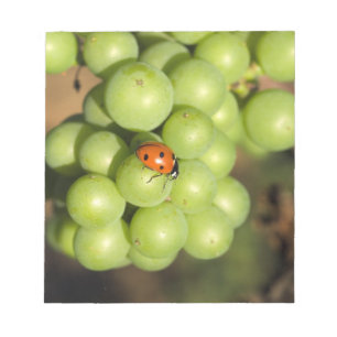 Close-up van lieveheersbeestje op groene Pinot Noi Notitieblok