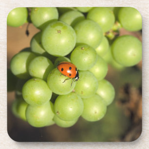 Close-up van lieveheersbeestje op groene Pinot Noi Onderzetter
