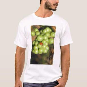 Close-up van lieveheersbeestje op groene Pinot Noi T-shirt