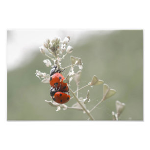 Close-up van lieveheersbeestjes op plant foto afdruk