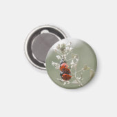 Close-up van lieveheersbeestjes op plant magneet (Voorkant / Achterkant)