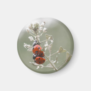 Close-up van lieveheersbeestjes op plant magneet