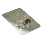 Close-up van lieveheersbeestjes op plant magneet (Rechterzijde)