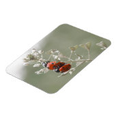 Close-up van lieveheersbeestjes op plant magneet (Linkerzijde)