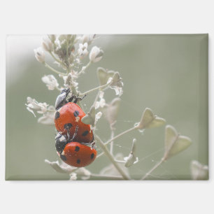 Close-up van lieveheersbeestjes op plant magneet