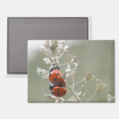 Close-up van lieveheersbeestjes op plant magneet (Voorkant / Achterkant)