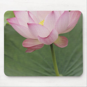 Close-up van Lotusbloem, Nelumbo nucifera) Muismat