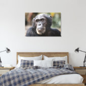 Close-up van mannelijke chimpansee canvas afdruk (Insitu (Slaapkamer))