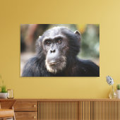 Close-up van mannelijke chimpansee canvas afdruk (Insitu (Woonkamer))