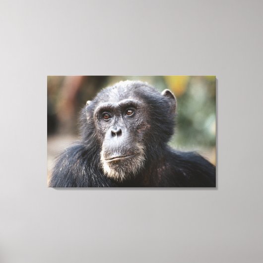 Close-up van mannelijke chimpansee canvas afdruk (Voorkant)