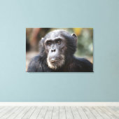 Close-up van mannelijke chimpansee canvas afdruk (Insitu (Houten vloer))