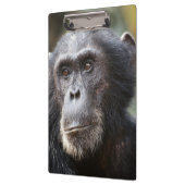 Close-up van mannelijke chimpansee klembord (Links)