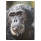 Close-up van mannelijke chimpansee klembord (Achterkant)