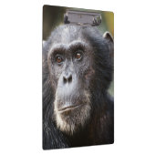 Close-up van mannelijke chimpansee klembord (Rechts)