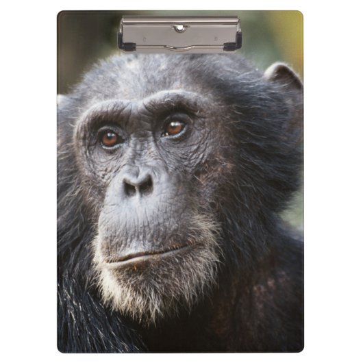 Close-up van mannelijke chimpansee klembord (Voorkant)