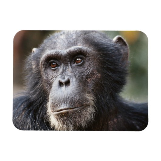 Close-up van mannelijke chimpansee magneet (Horizontaal)
