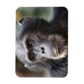 Close-up van mannelijke chimpansee magneet (Verticaal)