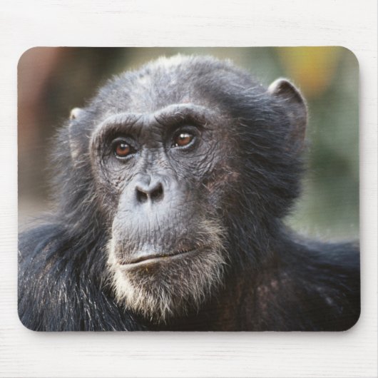 Close-up van mannelijke chimpansee muismat (Voorkant)