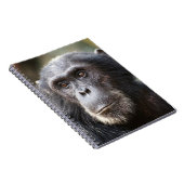 Close-up van mannelijke chimpansee notitieboek (Rechterzijde)