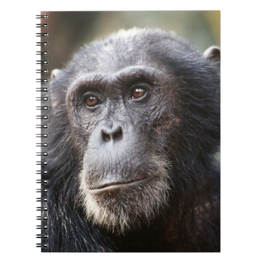 Close-up van mannelijke chimpansee notitieboek (Voorkant)