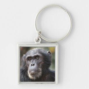 Close-up van mannelijke chimpansee sleutelhanger