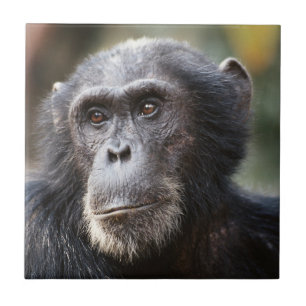 Close-up van mannelijke chimpansee tegeltje