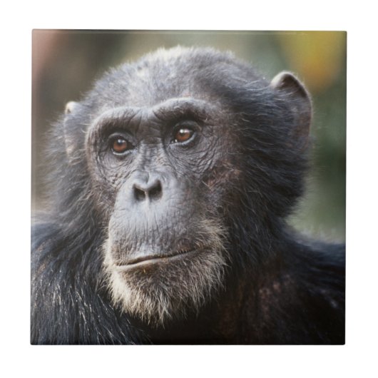 Close-up van mannelijke chimpansee tegeltje (Voorkant)