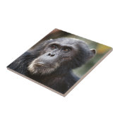 Close-up van mannelijke chimpansee tegeltje (Zijkant)