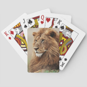 Close-up van mannelijke leeuw pokerkaarten