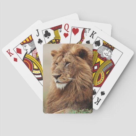 Close-up van mannelijke leeuw pokerkaarten (Achterkant)