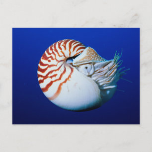 Close-up van Nautilus Briefkaart