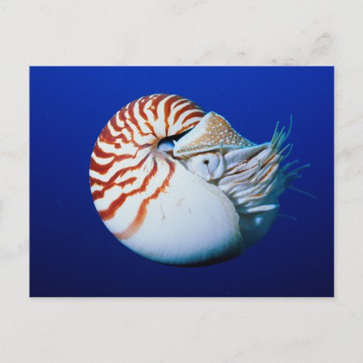 Close-up van Nautilus Briefkaart (Voorkant)