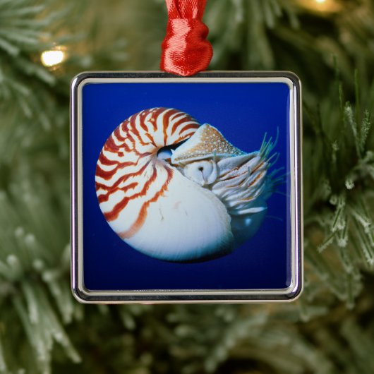 Close-up van Nautilus Metalen Ornament (Boom)