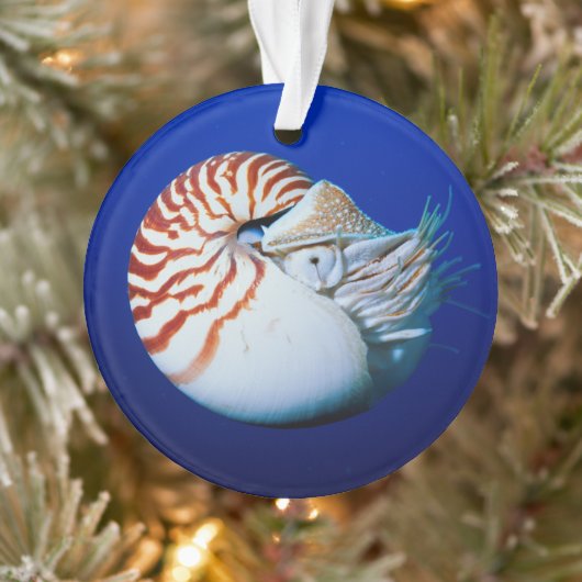 Close-up van Nautilus Ornament (Boom)