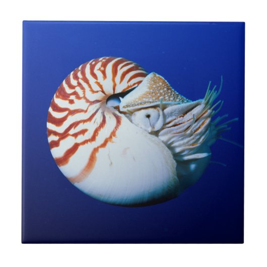 Close-up van Nautilus Tegeltje (Voorkant)