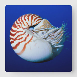 Close-up van Nautilus Vierkante Klok