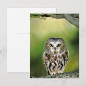 Close-up van noordelijke zaaguil briefkaart (Voorkant / Achterkant)