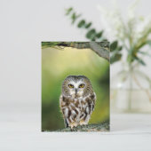 Close-up van noordelijke zaaguil briefkaart (Staand voorkant)