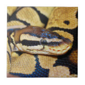 Close-up van opgerolde balpython tegeltje (Voorkant)