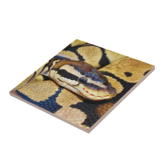 Close-up van opgerolde balpython tegeltje (Zijkant)