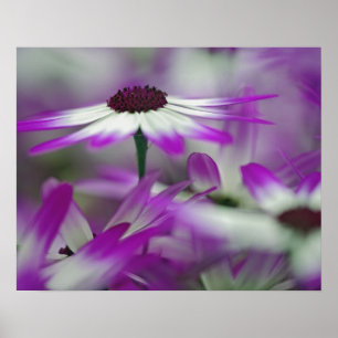 Close-up van paarse bloem, Keukenhof tuin, Poster