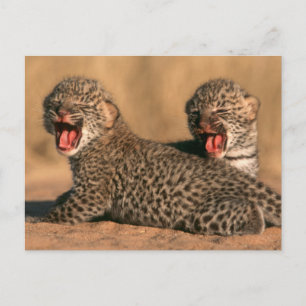 Close-up van pasgeboren luipaard (Panthera Pardus) Briefkaart