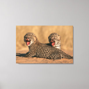 Close-up van pasgeboren luipaard (Panthera Pardus) Canvas Afdruk