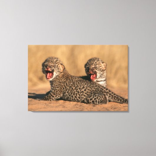 Close-up van pasgeboren luipaard (Panthera Pardus) Canvas Afdruk (Voorkant)